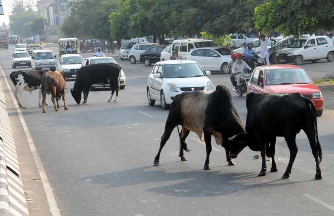 Kin of man killed in stray bull attack approach court : The Tribune India