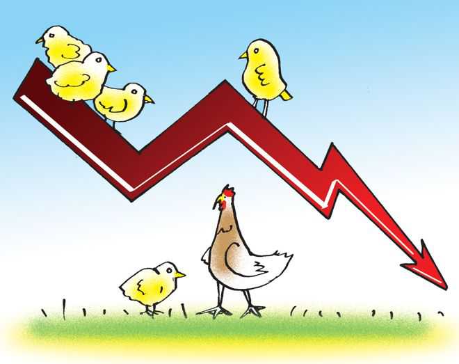Facing loss, Punjab poultry farms chicken out of trade