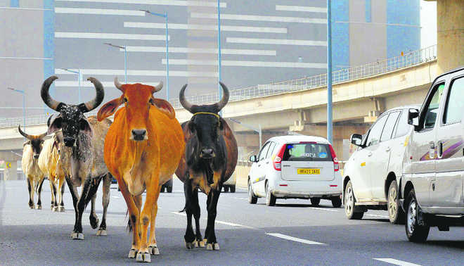 Economic value lost, no clear roadmap for stray cattle