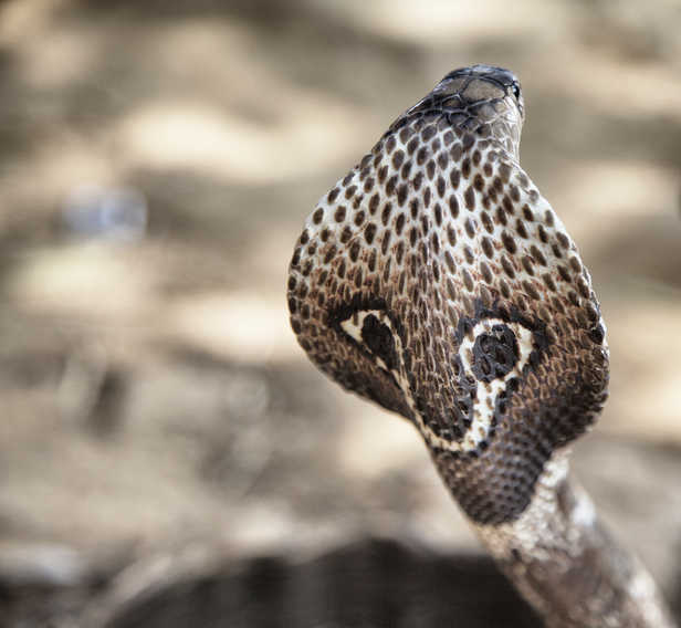 Woman sits on pair of snakes while speaking on phone, gets bitten, dies
