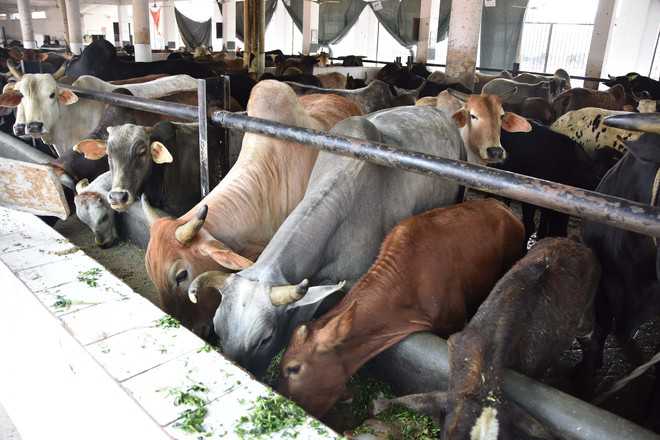 Chip on cattle to rein in stray menace in industrial city