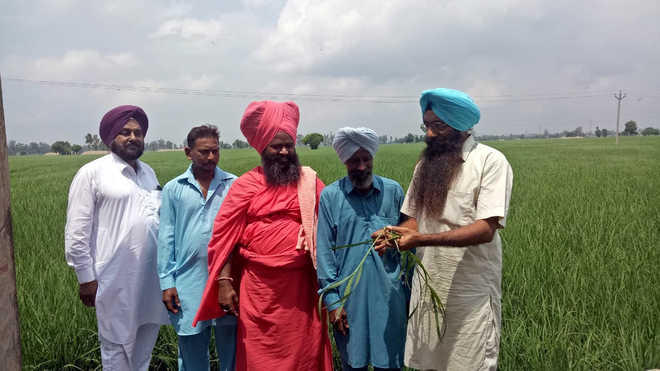 To curb pollution, agro-scientists demand ban on straw reapers