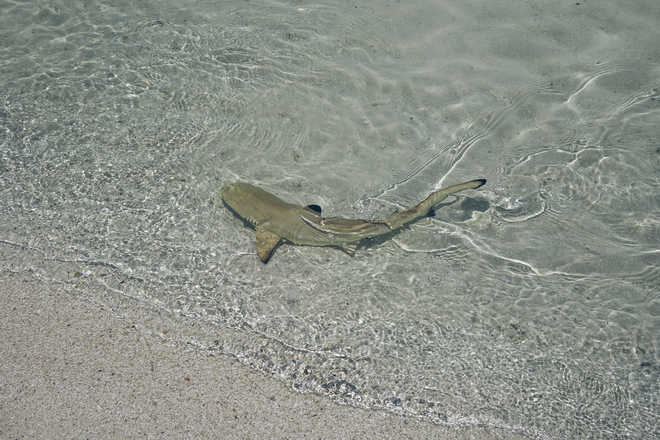 Shark pups fight to survive during climate crisis: Study