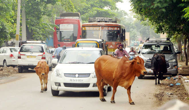 Stray cattle menace grows, PSPCL sits on cess amount