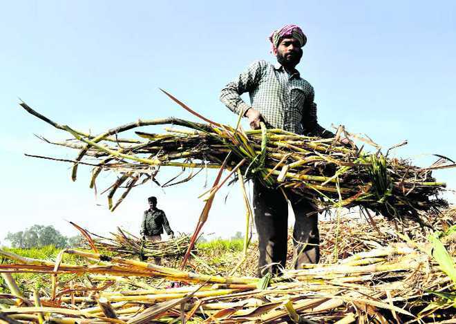 Sugarcane farmers threaten to resume their protest today