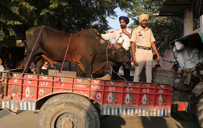 Police launch campaign  to capture stray cattle