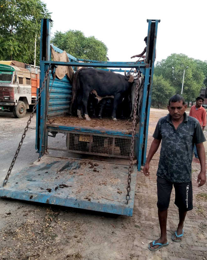 35 stray cattle shifted to Khokhar Gaushala