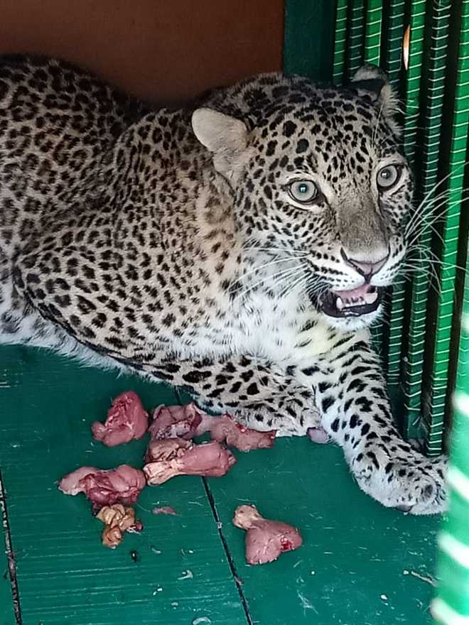 Rohtak zoo gets pair of leopards