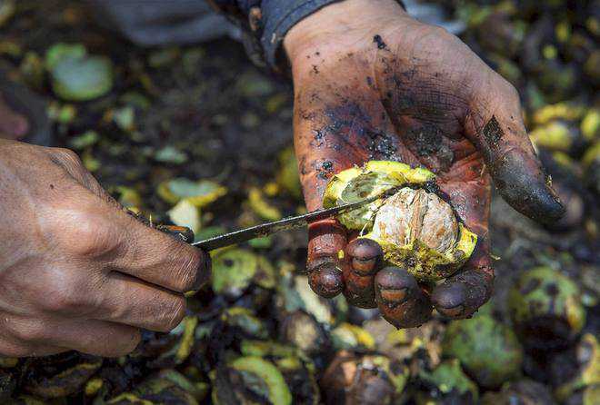 Walnut growers seek scheme to compensate for crop loss
